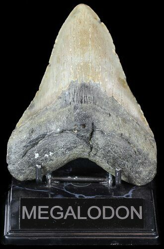 Megalodon Tooth - North Carolina #49522
